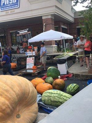 Pumpkin weigh in