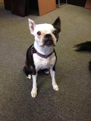 11 year old Boston Terrier loves her groomer from Debonair Dog!