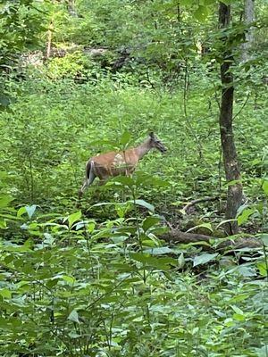 Hiking Rock Springs Conservation Area