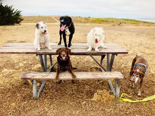 Fun with the pack out on a walk.