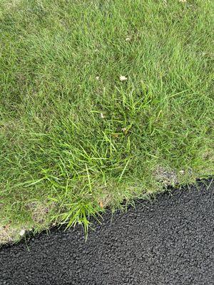 Weed in lawn