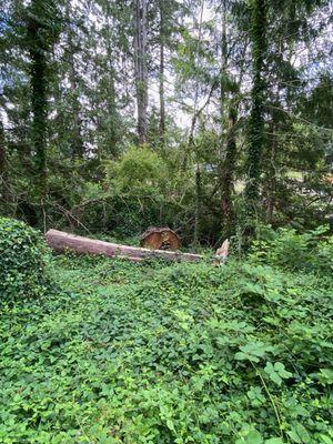 There is more logs under the ivy growth.