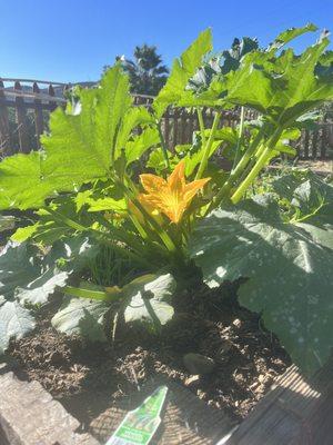 Garden beds and citrus trees!