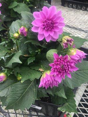 dahlias