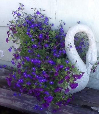 Spring & Summer the shop yard is filled with garden goodies