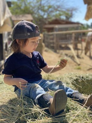 Checking the hay quality. Lol so good !!!