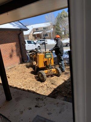 Stump Removal & Daughter