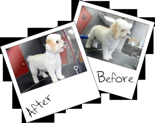 Pet Heroes Dog Grooming