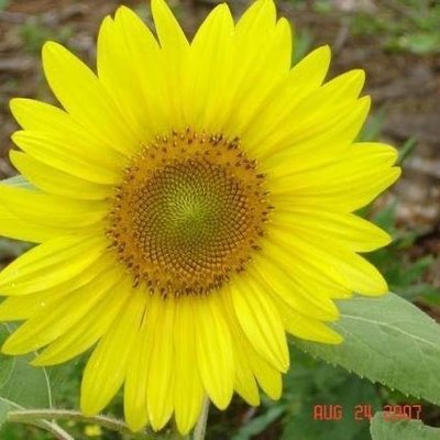 Sunflower Grace