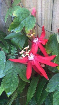 Red Passion Flower