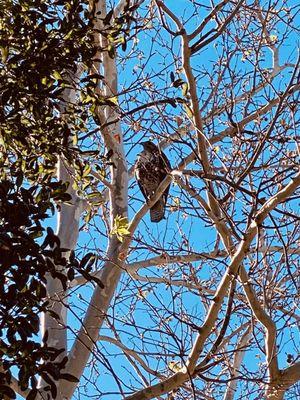 Hawk in a tree! Right by the Millikan entrance