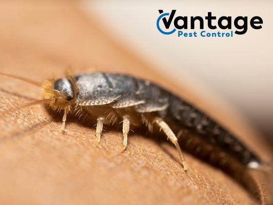 Vantage Pest Control