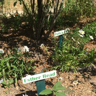 LB developed the Shasta daisy, and there's a section near the cottage where there are at least a dozen different variations.