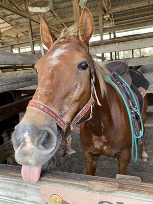 Rock Springs Run Trail Rides