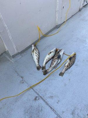 Our catch