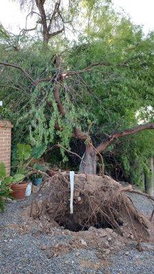 30+ foot fallen mesquite tree