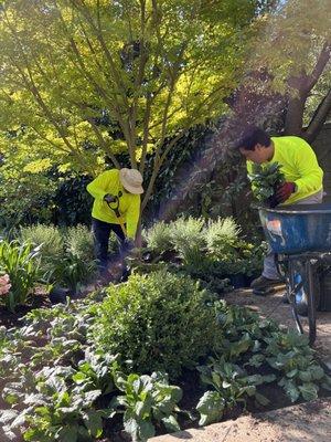 Southern Botanical crew members working on a small planting enhancement.