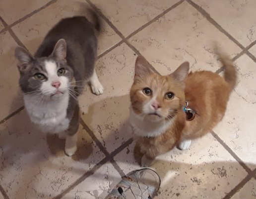 Rocco and Lu waiting for treats