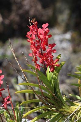 Some of the beautiful flowers growing on-site