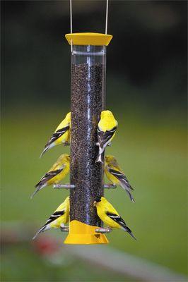 Tips on success with Goldfinch feeders.