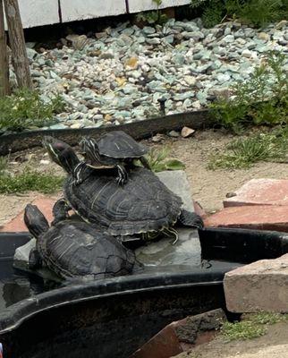 My adopted little turtle hanging out with my other adopted turtle