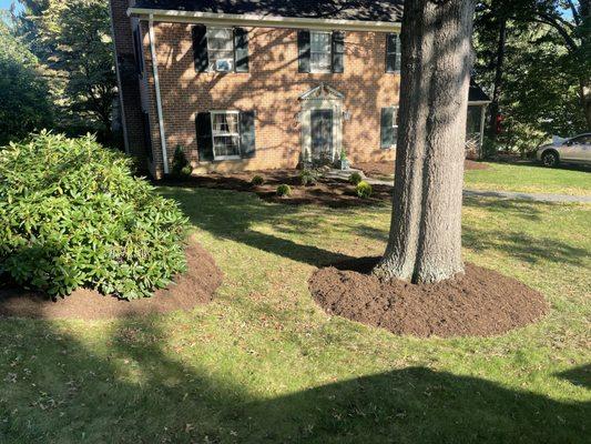 New landscaping and shrub install!