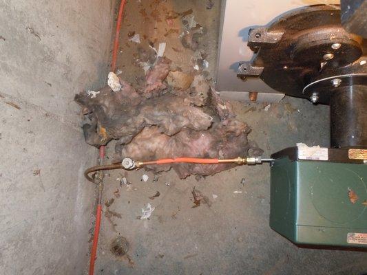 rat mess in basement