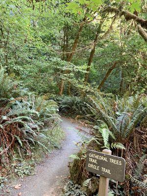 The pathway for Cathedral Trees.