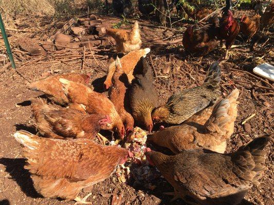 The Hale Puna chickens are fed kitchen scraps from Kōkee Lodge Restaurant.