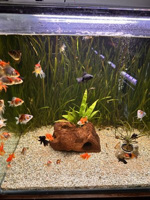 Aquarium Co-Op