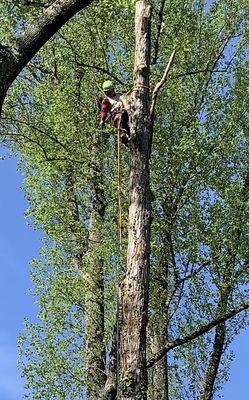 EHS Tree service