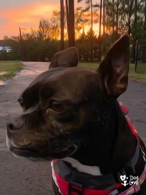 My dog at the park