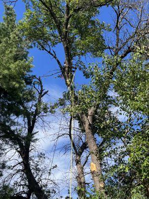 Preparing to drop the top of this tree.