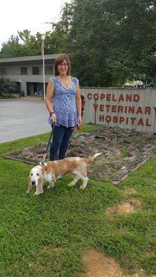 Post surgery of this newly adopted Basset hound from the animal shelter