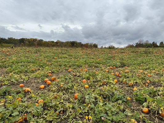 Pumpkin patch