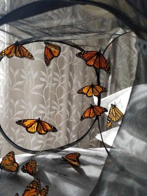 Eastern Monarch Butterfly Farm