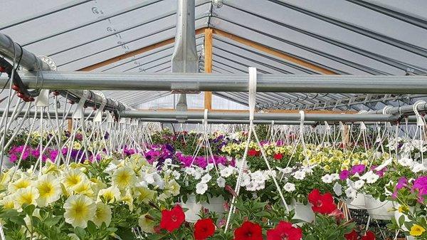 Hanging Baskets galore!!