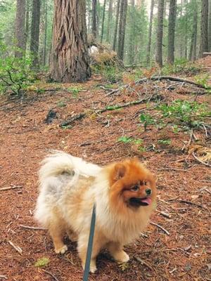 Scarlett, just being a forest dog.