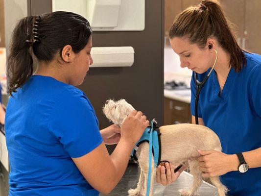 Houston SPCA Pet Wellness Clinic