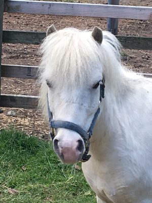 Snowball , Shetland pony by night and unicorn by day!!