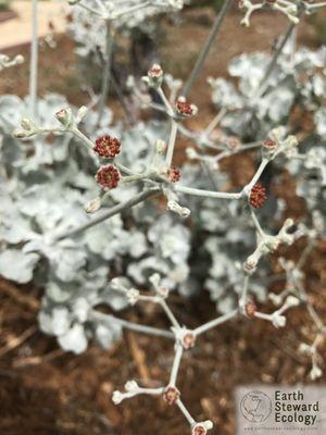 Eriogonum crocatum (commonly known as Conejo buckwheat) This beautiful fractal plant is a rare species of wild buckwheat