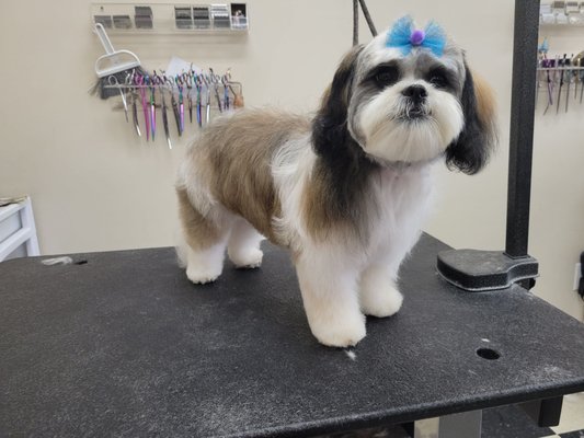 Cute puppers enjoying their spa day