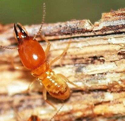 Diversified Termite