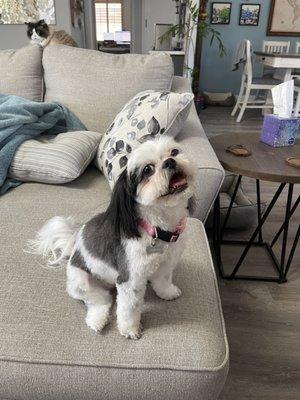 Happy pup after her groom!