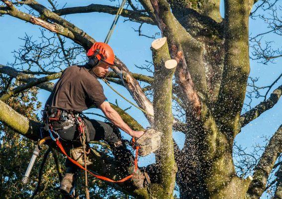 Large Tree Pruning