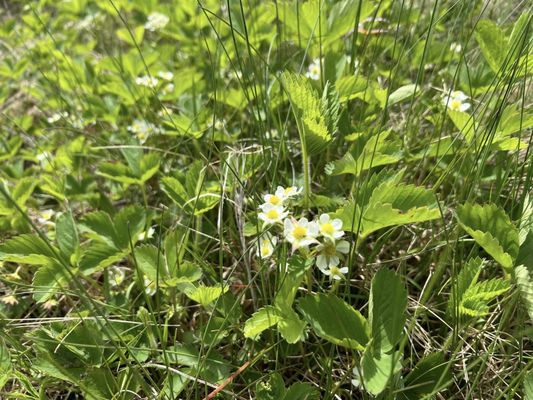 Blooming Wild strawberries along every walking path