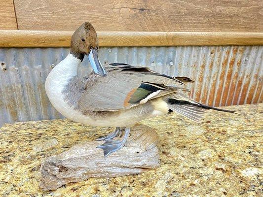 Preening drake pintail