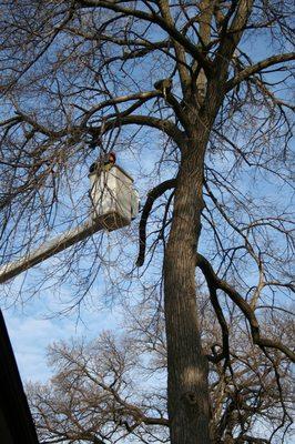 Removing dangerous branches hanging over the property line.