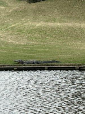 Gator