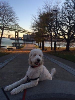 Feeny loves our walks down here!